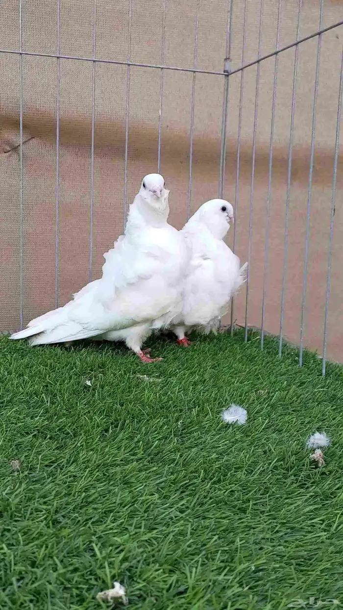 زوج كشكشي للبيع 2