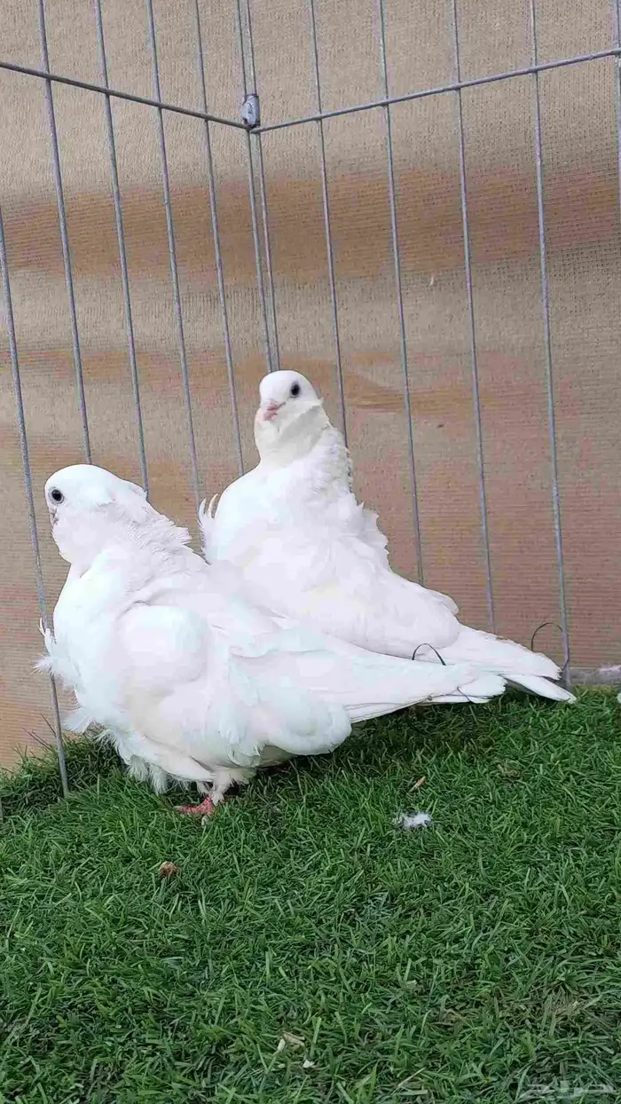 زوج كشكشي للبيع 1