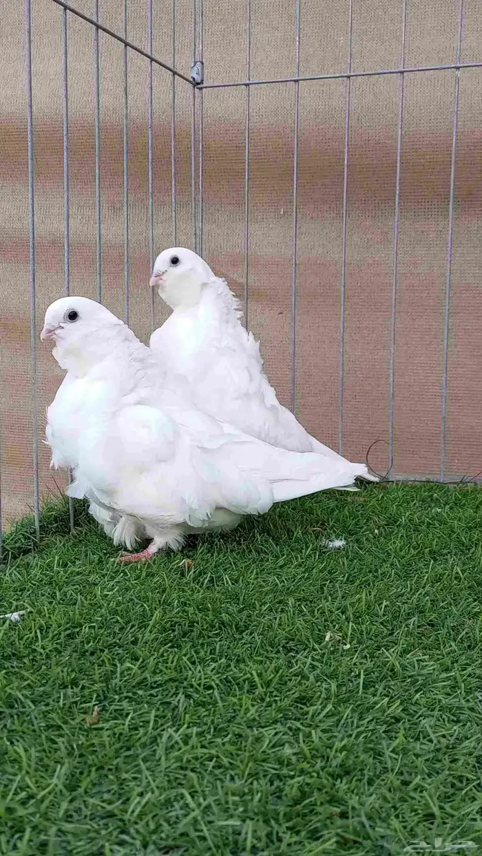 زوج كشكشي للبيع 0