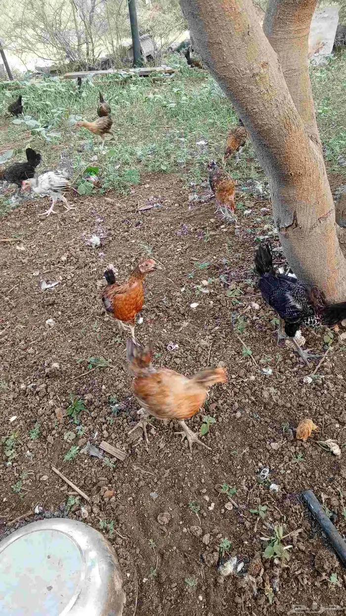 دجاج مشكل 2