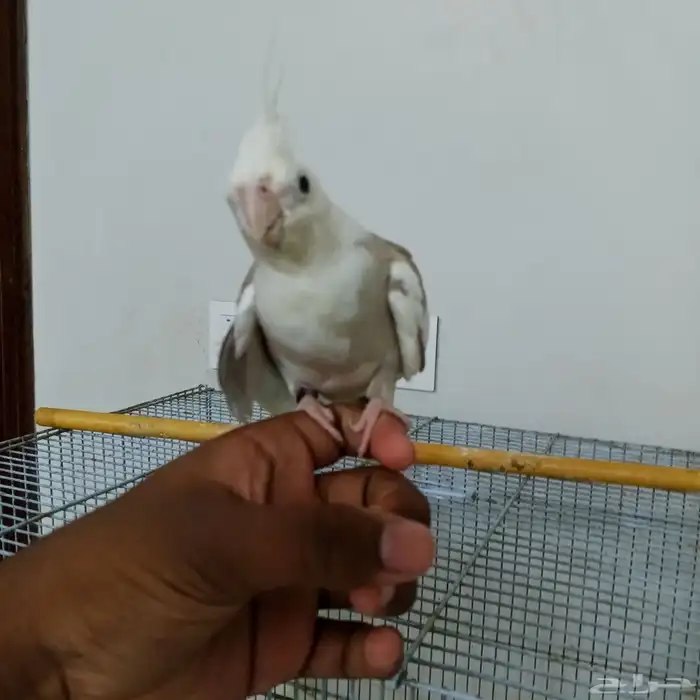 انثى كروان 5