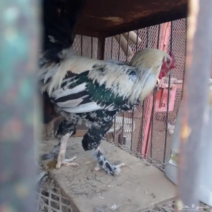 خمسة ديوك للبيع باشوت سبت العلاية البشائر 3