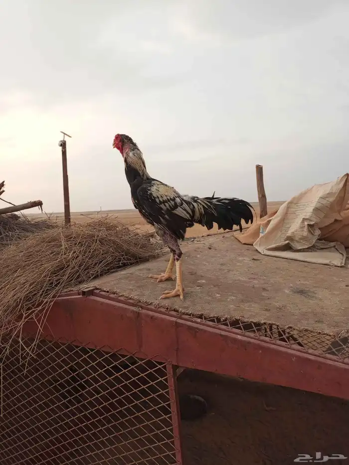 دجاج باكستاني للبيع 5