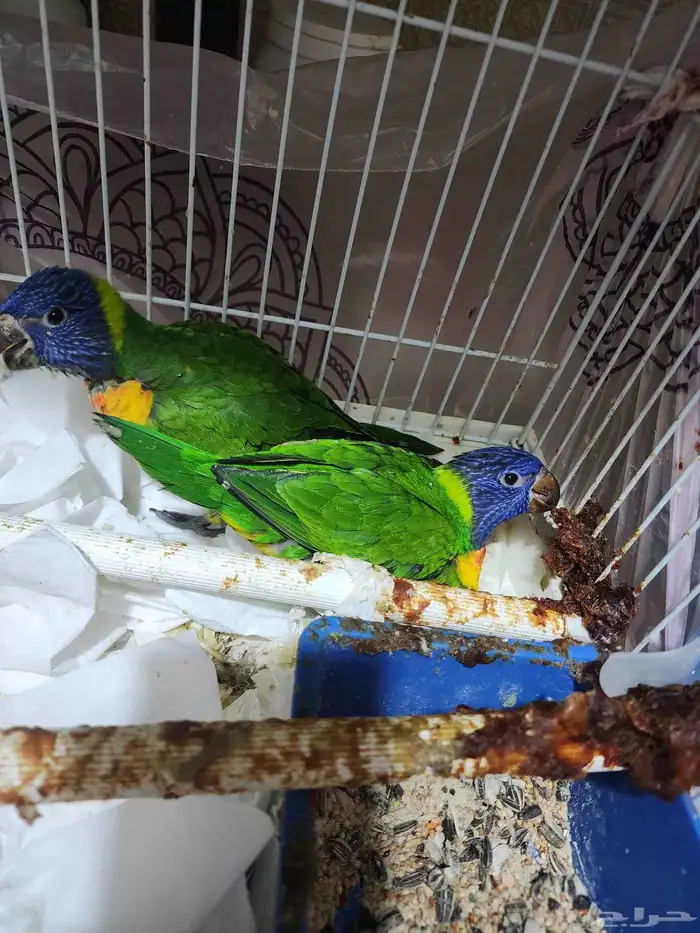 فرخين لوري العمر فوق شهرين 2