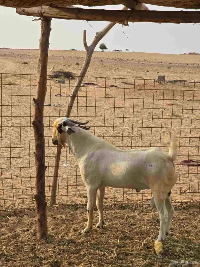 تيوس بيشيه صنف ا 5