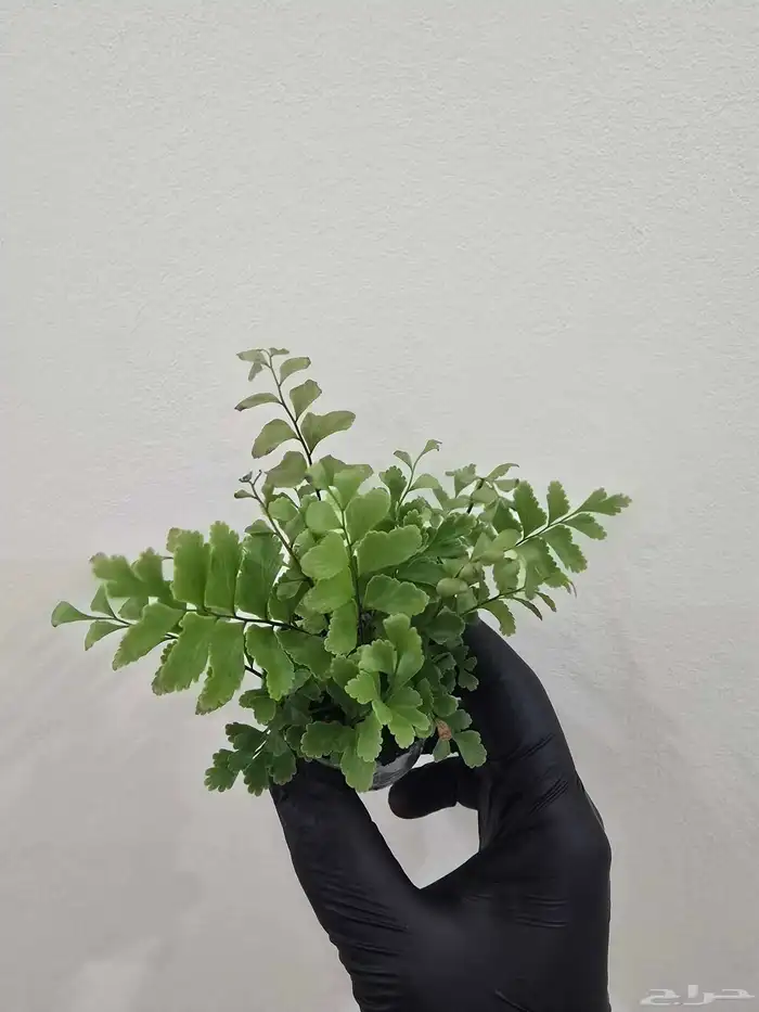 نباتات تيراريوم متنو عة 1