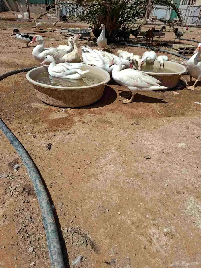 بط بكيني وبط بلدي 8