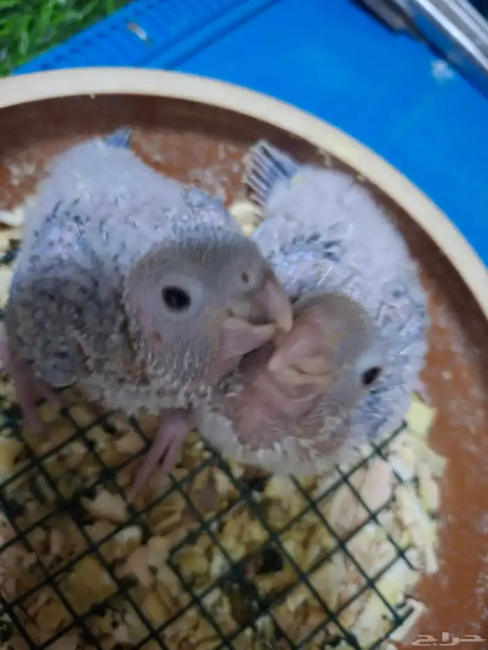 فروخ كنيور يلو سايد 3