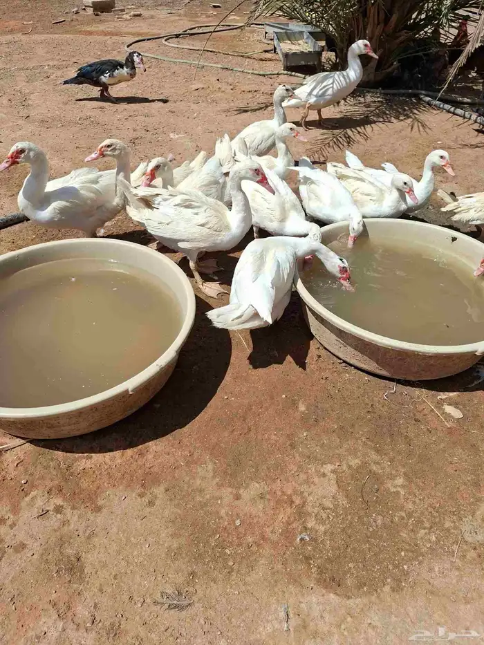بط بكيني وبط بلدي 7
