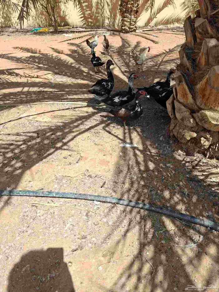 بط بكيني وبط بلدي 6
