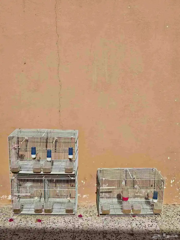 قفص طيور 2