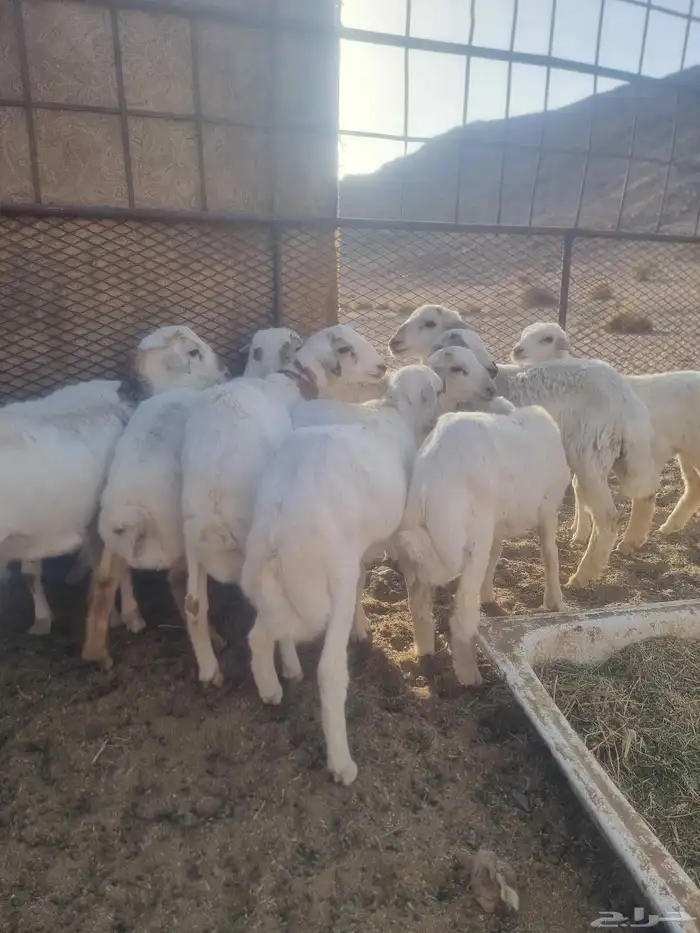 طليان العدد10 1