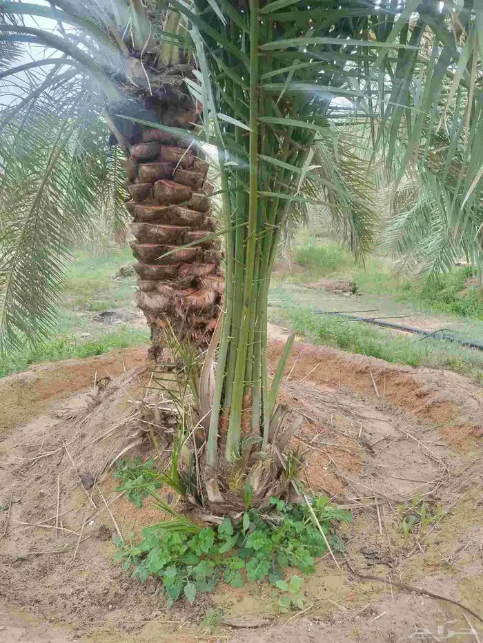 يوجد لدينا جميع انواع النخيل والتوصيل الا جميع أنحاء المملكة 7