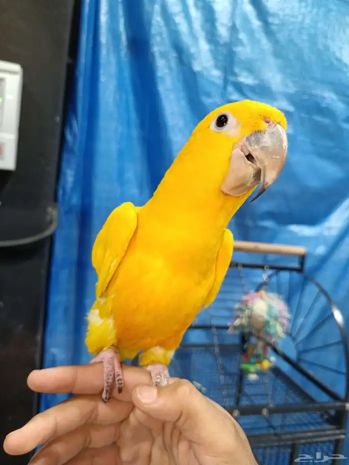 جولدن كنيور 1