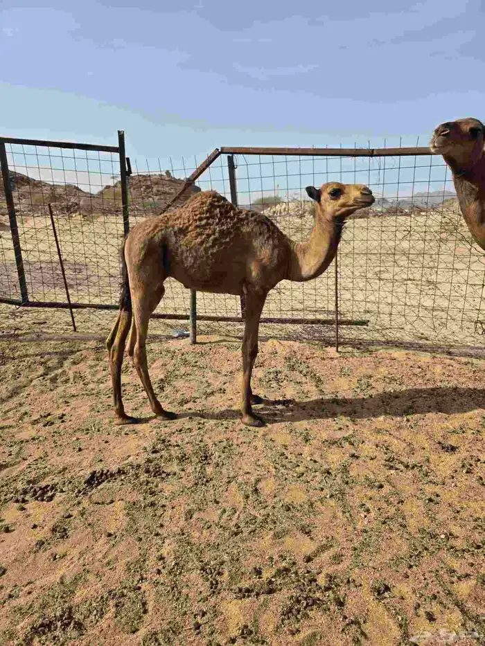 للبيع حوار 3 أشهر يصلح ضيار ويصلح تربيه .على الشرط 1