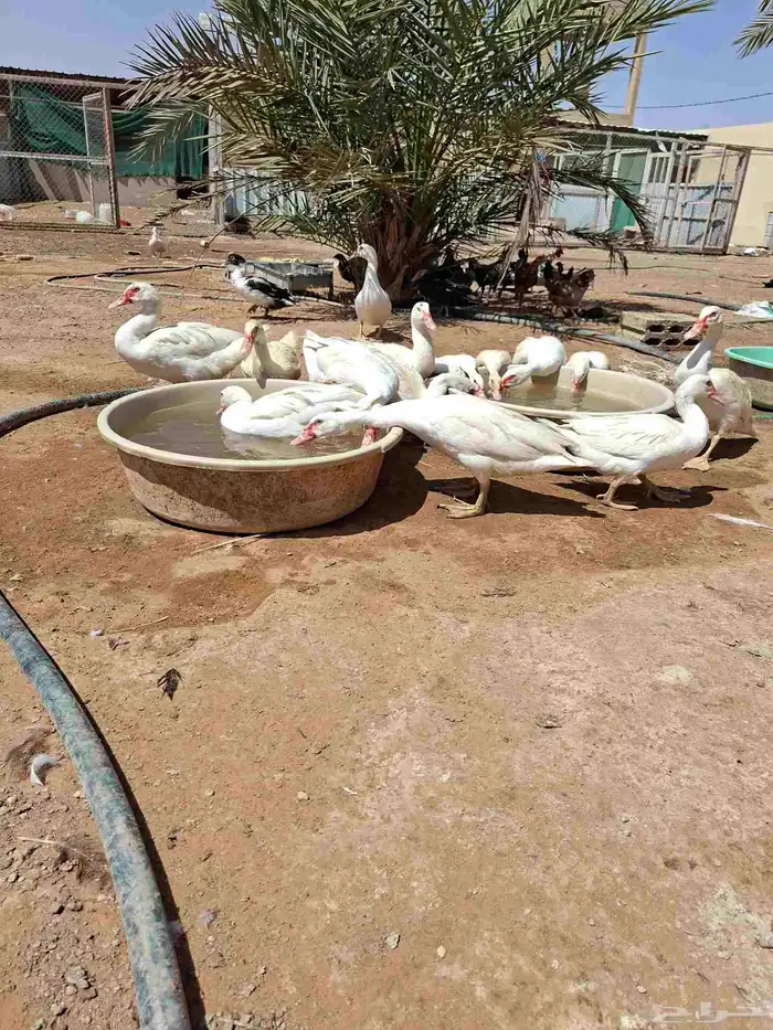 بط بكيني وبط بلدي 9
