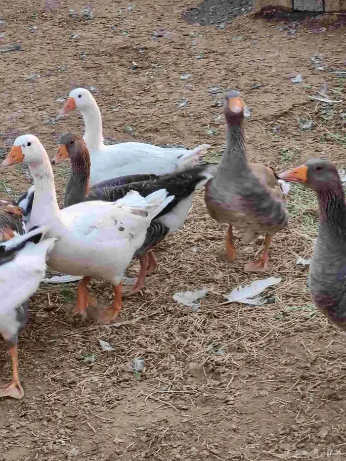 وز بلدي ذبح أو تربية 1