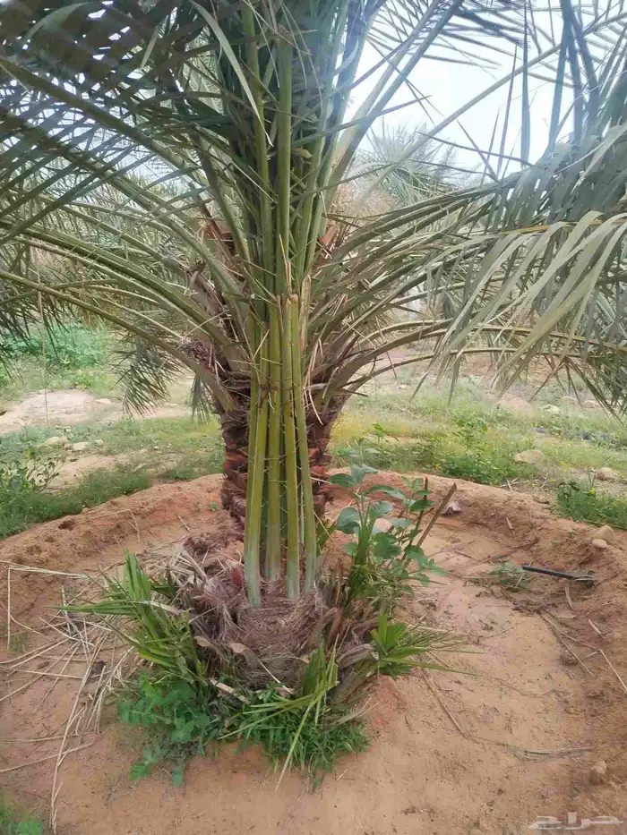 يوجد لدينا جميع انواع النخيل والتوصيل الا جميع أنحاء المملكة 9