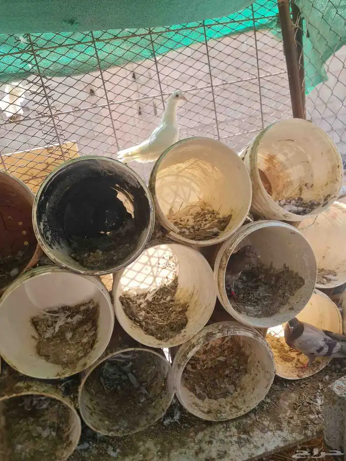 حمام فرنسي وسلفر 0