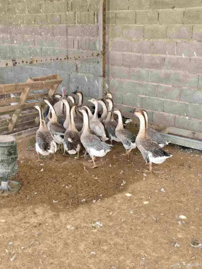 وز عراقي 1