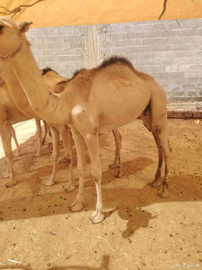 قعدان مرابي 1