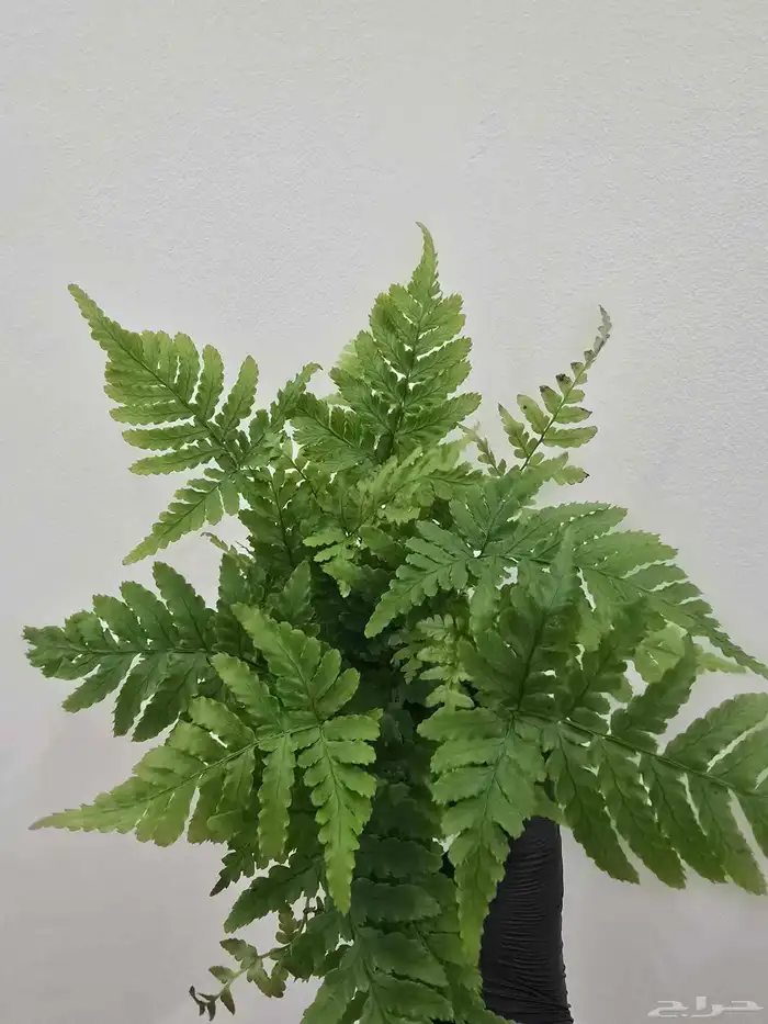 نباتات تيراريوم متنو عة 0