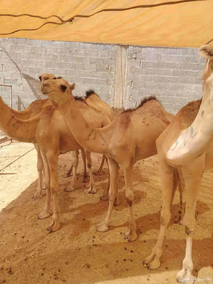 قعدان مرابي 0