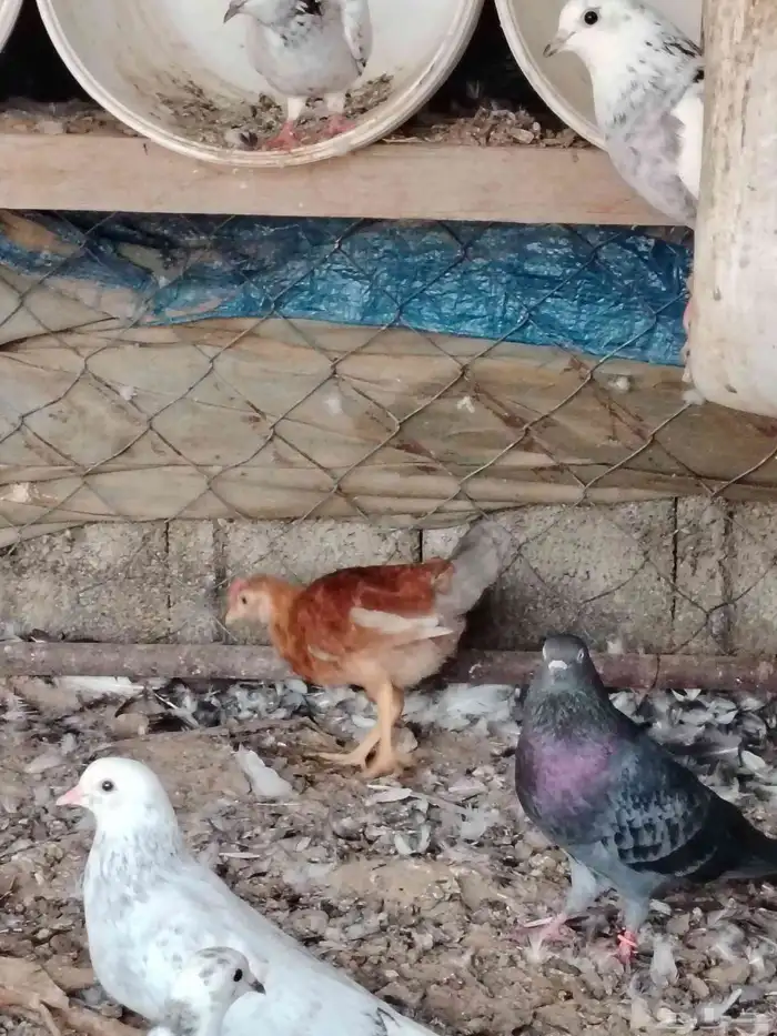 دجاج بلدي عربي 7
