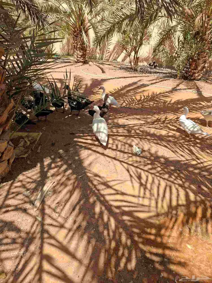 بط بكيني وبط بلدي 4