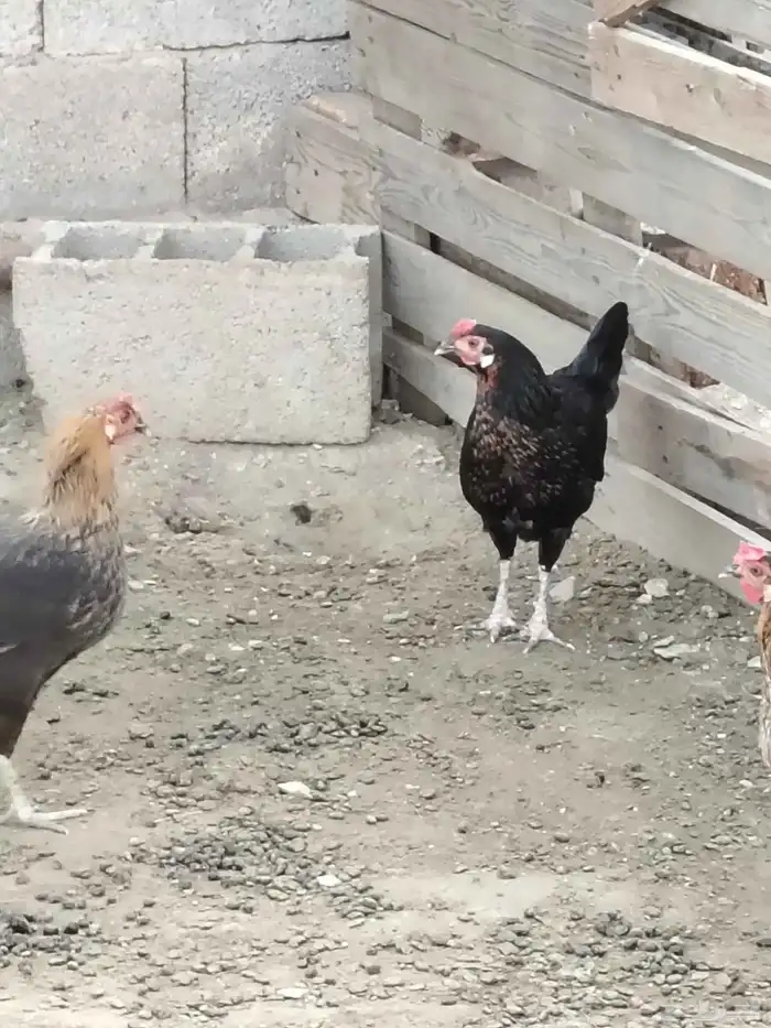 دجاج بلدي عربي 6