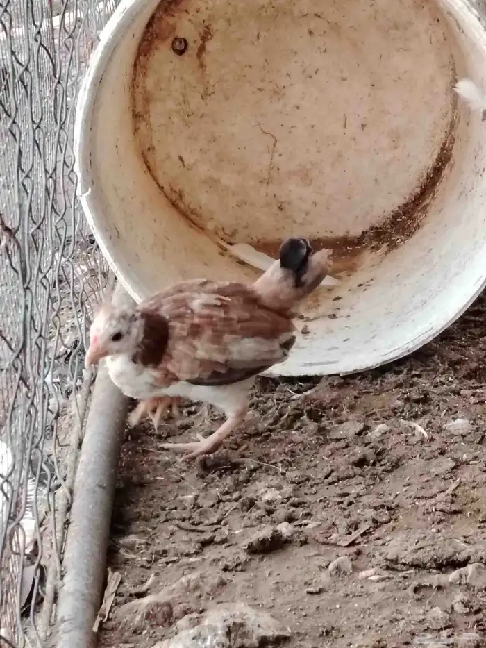 دجاج بلدي عربي 4