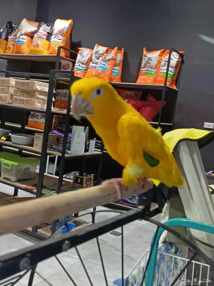 جولدن كنيور 5