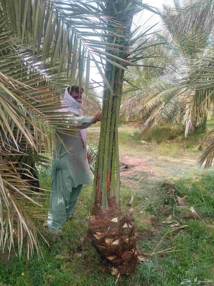 يوجد لدينا جميع انواع النخيل والتوصيل الا جميع أنحاء المملكة 8