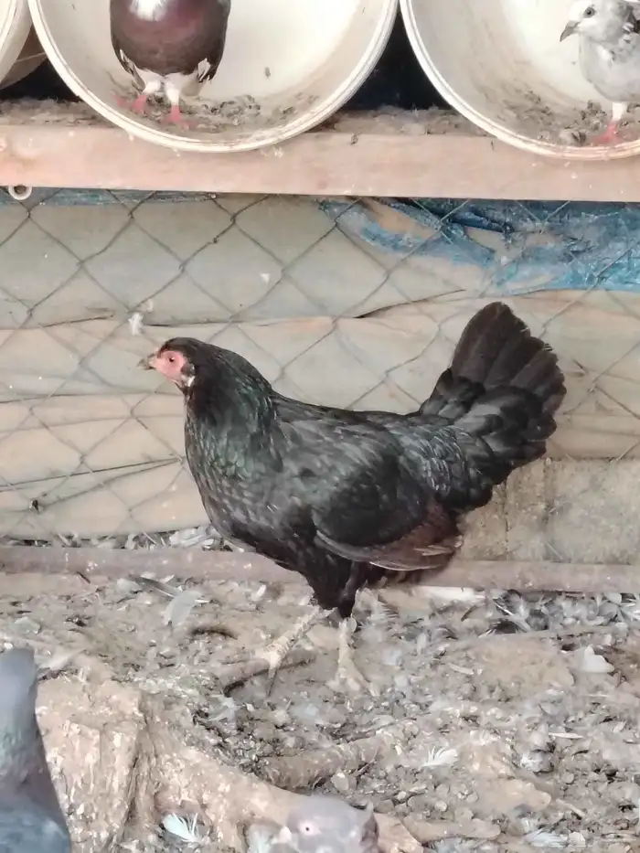 دجاج بلدي عربي 5