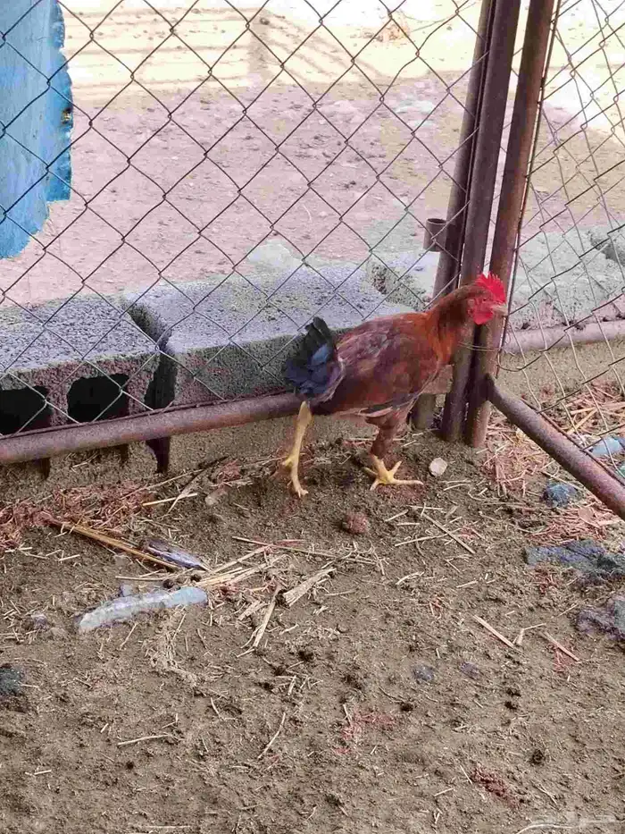 دجاج بلدي عربي 8