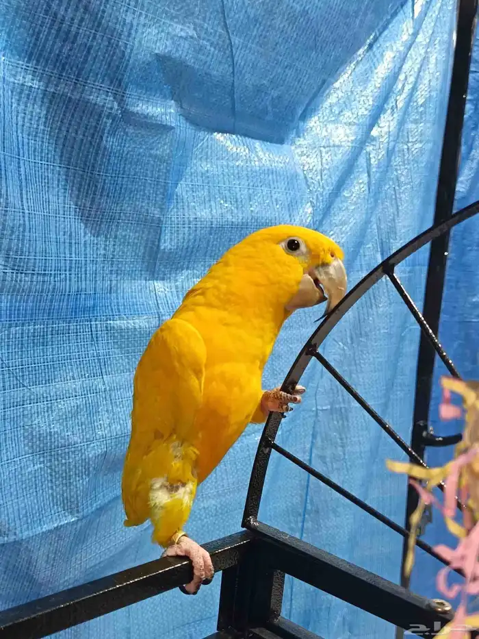 جولدن كنيور 2