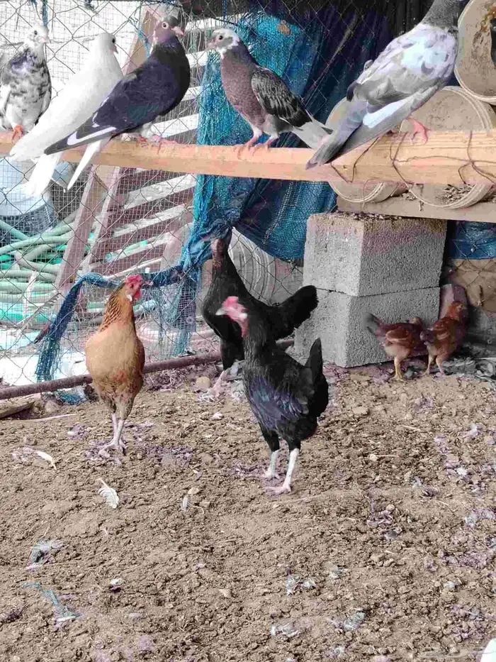 دجاج بلدي عربي 2