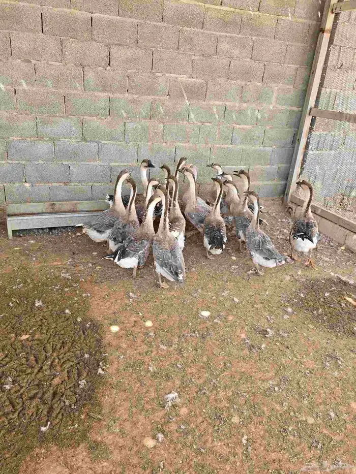 وز عراقي 3