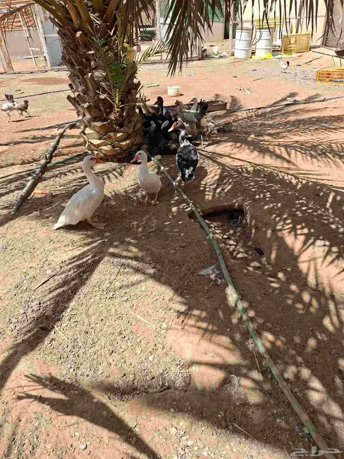بط بكيني وبط بلدي 3