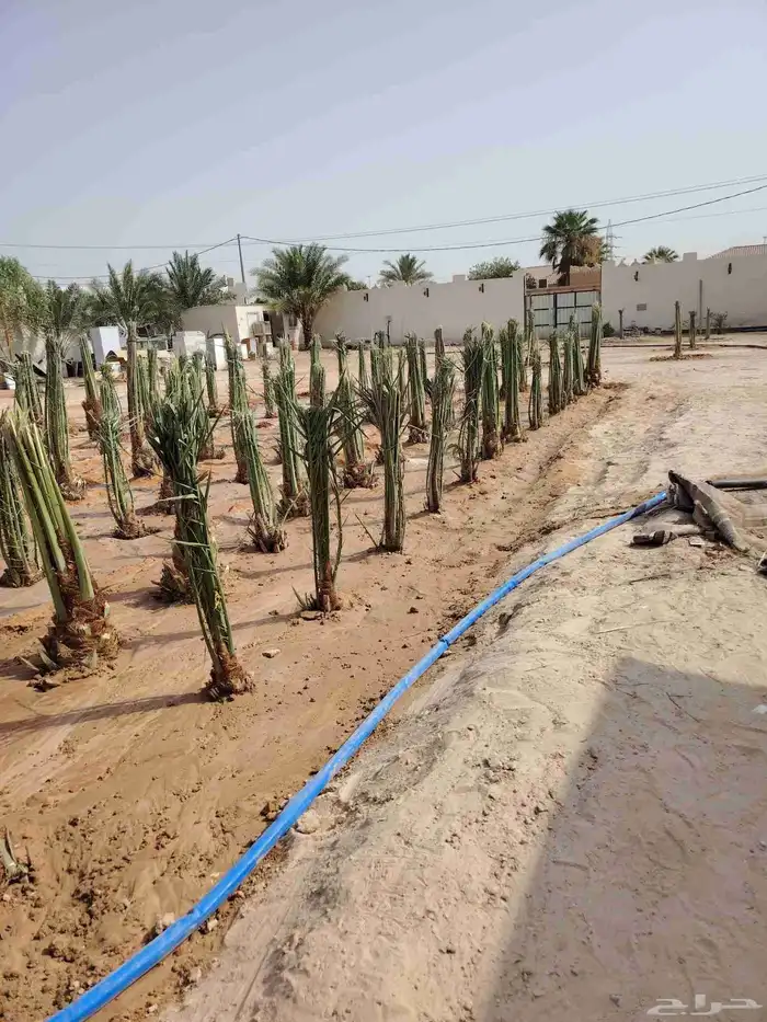 نخيل عربي واشنطني الخرج توصل وتركيب 12