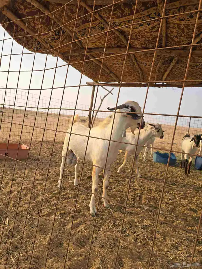 تيوس بيشيه صنف ا 2