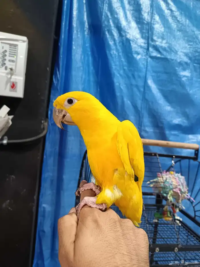 جولدن كنيور 0