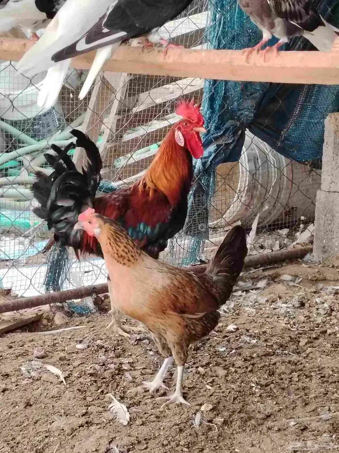 دجاج بلدي عربي 0