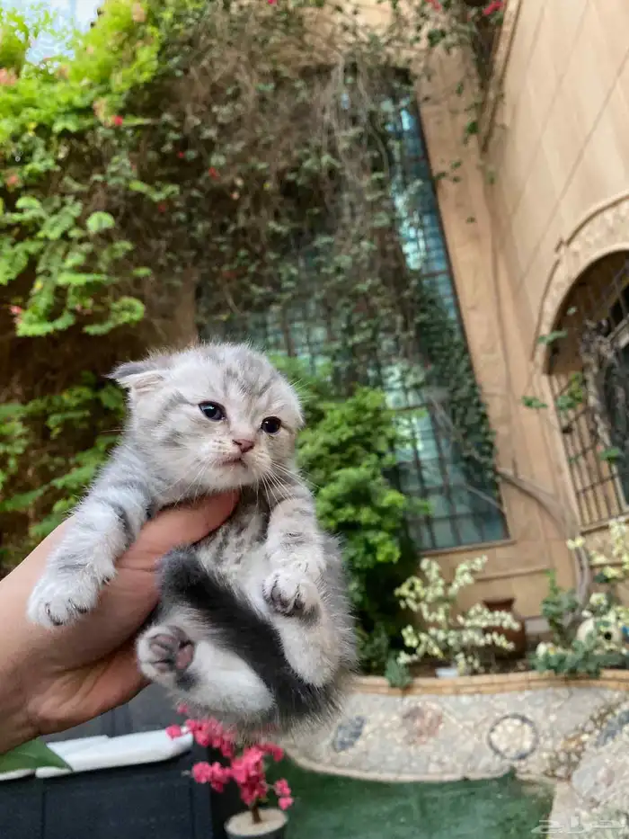 كيتن سكوتش فولد مطعمين مدربين للبيع ولايوجد تبني 1