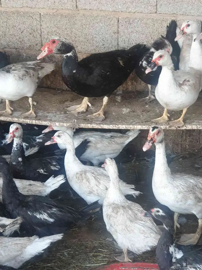 للبيع بح مكسوفي 2