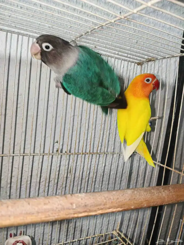 زوج فيشر من النوادر 0