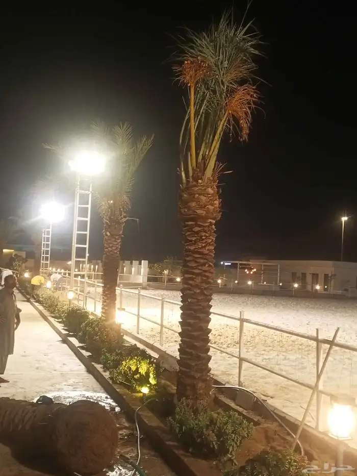 يوجد لدينا نخل للبيع فصايل منوعه ونقايل مثمره مكه جده 7