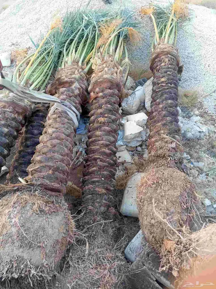 يوجد لدينا نخل للبيع فصايل منوعه ونقايل مثمره مكه جده 6