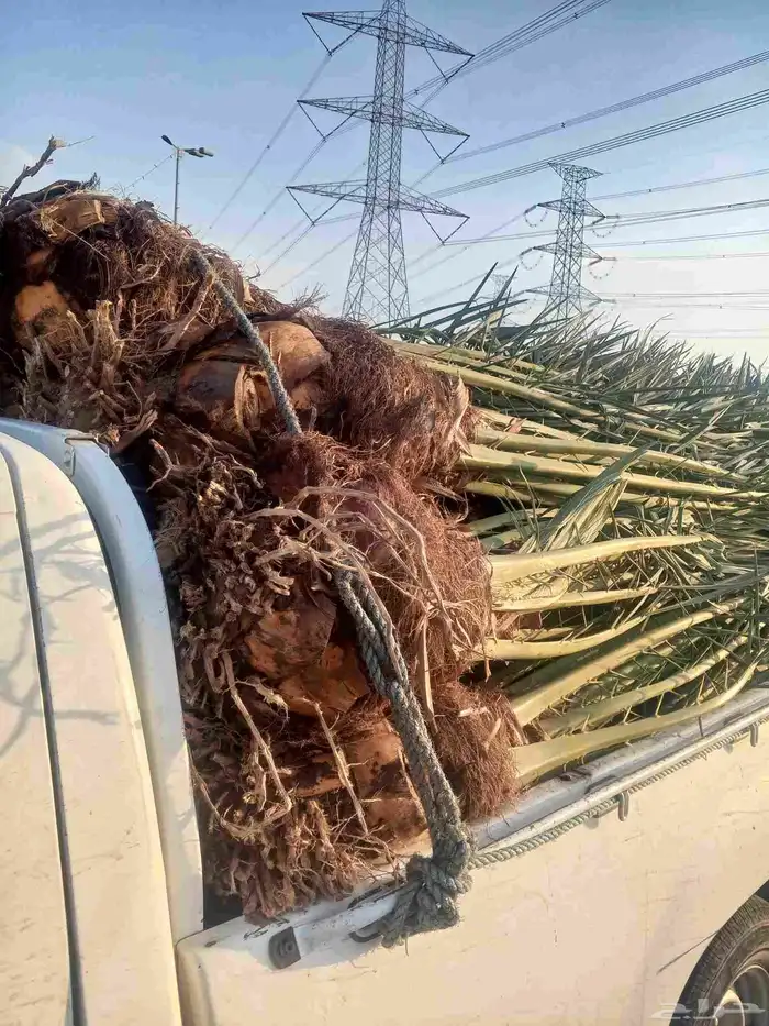 يوجد لدينا نخل للبيع فصايل منوعه ونقايل مثمره مكه جده 1