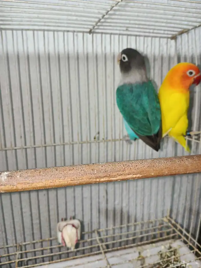 زوج فيشر من النوادر 1